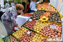 Картофель требует особых условий хранения, рассказал эксперт