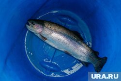 Форель водится почти во всех хозяйствах