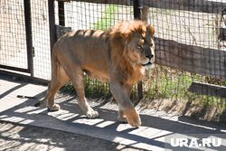 Амирхан отправился к месту передержки за Харисом