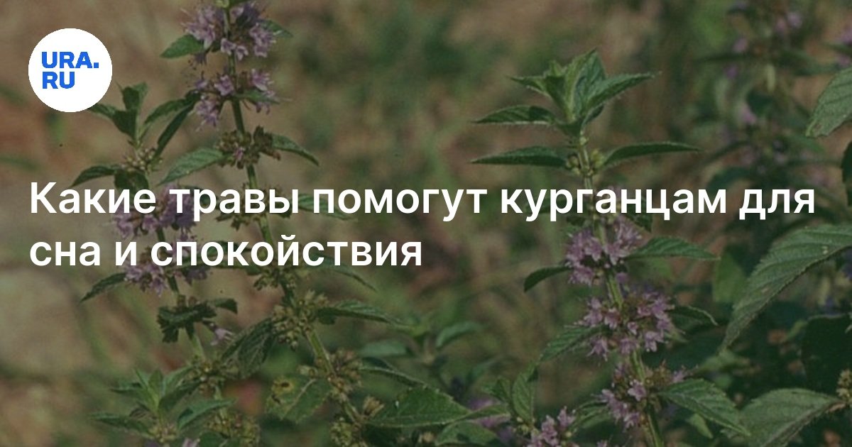 Какие травы помогут для сна и спокойствия: мнение курганского травника ...