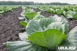 За капустой нужно внимательно ухаживать, чтобы получить богатый урожай