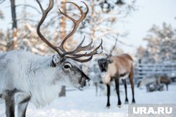 Дикий Северный олень занесен в Красную книгу Пермского края
