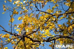 Ежегодно 9 октября православные верующие вспоминают апостола и евангелиста Иоанна Богослова 