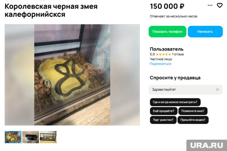 Змея продается вместе с террариумом
