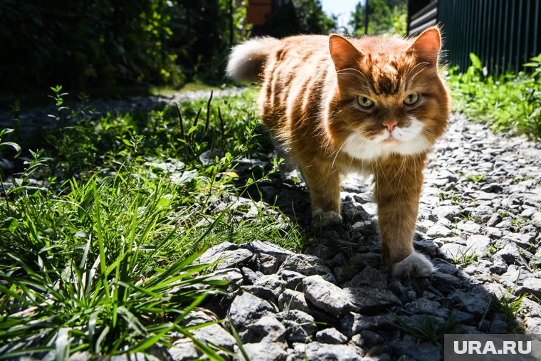 Пермяки помогают коту похудеть