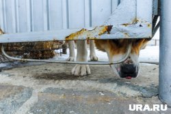 Владелец не избавился от агрессивной хаски, которая грызла лицо ребенку в селе Введенское