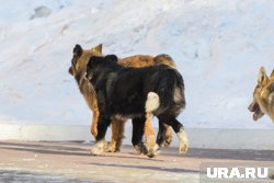 Жители тобольского микрорайона Защитино пожаловались на агрессивных собак