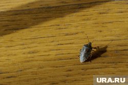 Постельные клопы одна из главных проблем Франции
