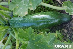 Кабачки могут гнить из-за частых дождей