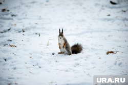 Видеозаписью поделился сам мэр Романов в своем telegram-канале, архивное фото