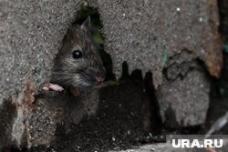 Грызуны наносили ущерб припаркованным во дворе автомобилям, проникали в подвалы и подъезды