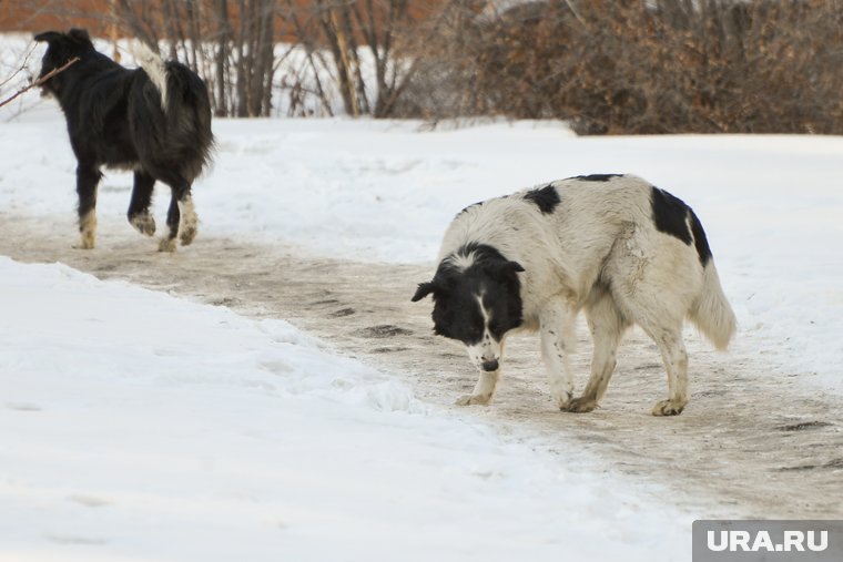 Жалобы тагильчан на бродячих собак игнорируют