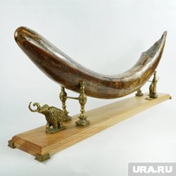 Один из самых дорогих презентов из Югры - бивень мамонта
