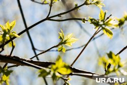 Новые липы появились на участке от улицы Ленина до улицы Володарского (архивное фото)