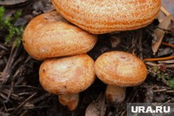 Рыжики всегда растут стайками