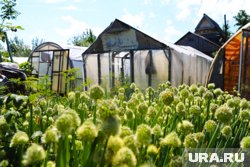 Конец июня - самое время подкормить лук на участке