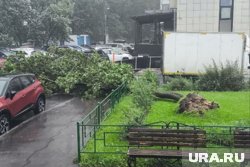 Ураган в Москве сносит деревья: что известно о погибших и пострадавших. Фото, видео