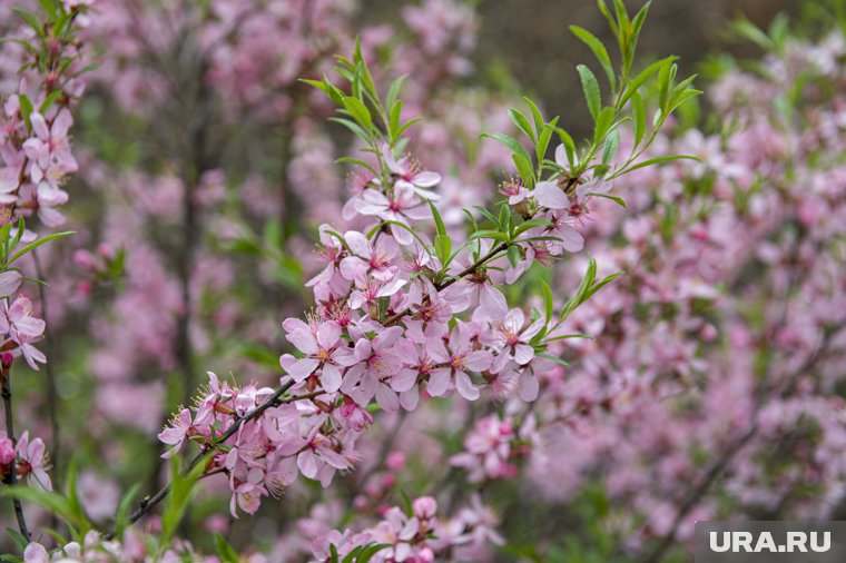 Цветочный фестиваль Hanami-фест пройдет в Кургане со 2 марта по 20 апреля