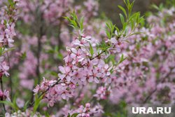 Цветочный фестиваль Hanami-фест пройдет в Кургане со 2 марта по 20 апреля