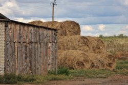В качестве мульчи подойдут солома, резаная трава, компост, сено, торф и даже просто рыхлый перегной