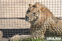 Блогер опровергает плохое состояние льва