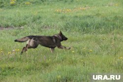 После нападения собаки ребенок плохо спит и боится гулять