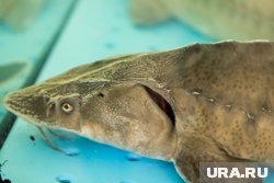 Ущерб биоресурсам за вылов одного осетра составил более 480 тысяч рублей