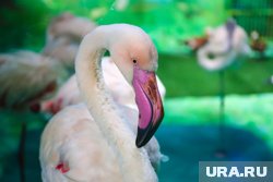 Молодой фламинго нашли ранненым под Екатеринбургом в 2024 году