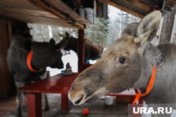 Зверя выпустили в лес в районе Верхней Пышмы (архивное фото)