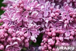 Аромат сирени превратит дачу в оазис релаксации 