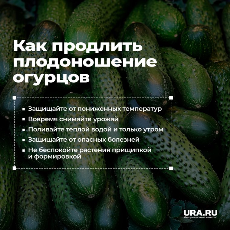 Для того, чтобы продлить плодоношение огурцов нужно придерживать правил