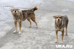 Помощь ребенку, пострадавшему от нападения животных, оказал очевидец