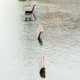 На Кубани вводят муниципальные ЧС из-за наводнений: что это означает