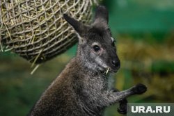 Кенгуренка уже приняли в семью (архивное фото)