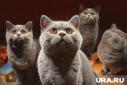 В ЯНАО домашнее животное можно доверить петситтеру