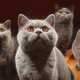Куда пристроить домашнее животное на Ямале во время отсутствия или поездки. Инфографика