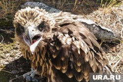 Питомник хищных птиц появится в Арктическом парке природы в ЯНАО