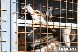Власти Пыть-Яха отказались от услуг приюта, где нашли мертвых собак