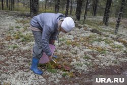 Вартовчане наткнулись на полянку свинушек