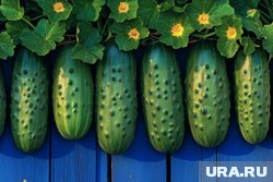 В народе верили, что огурцы, высаженные в праздник, вырастут особенно вкусными