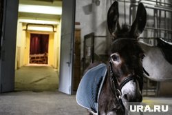 Ослик Жорик долгое время был помощником и другом для бойцов СВО