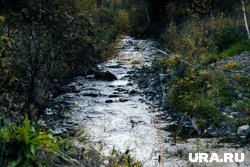 Шехоркину приходилось пить воду из ручья, чтобы не умереть в тайге