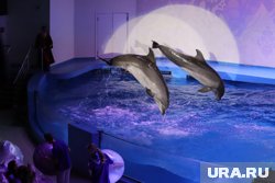 Кроме праздничной программы, дети смогут увидеть вступление дельфинов