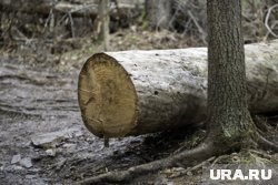 Преступник занимался незаконной вырубкой леса