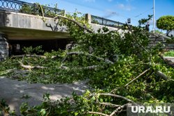В Подмосковье из-за урагана дерево упало на машину, в которой находился ребенок