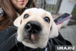 Взрослые и дети смогут провести время с собаками разных пород 