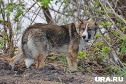 Нападением собак на человека в ЯНАО занялся СКР