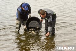 В Курганской области ведется зарыбление к осеннему сезону (архивное фото)