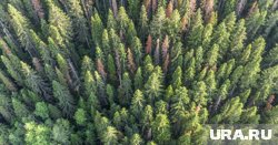 В Прикамье зафиксировано значительное распространение уссурийского полиграфа 