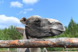 Животные находятся под постоянным наблюдением и уходом